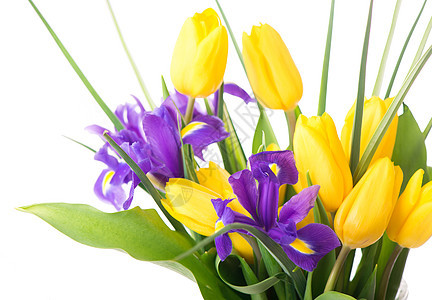 与任何节日设计的新鲜春天花朵的照片 米色背景中花瓶中的黄色郁金香和紫色鸢尾花 特写 爱 庆祝图片