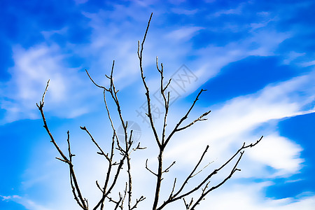 多云的天空映衬着干燥的树枝 阳光明媚的秋日 正视图图片