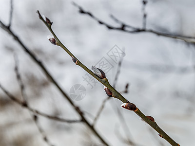 白雪背景下的柳树枝和毛芽的柳花枝图片