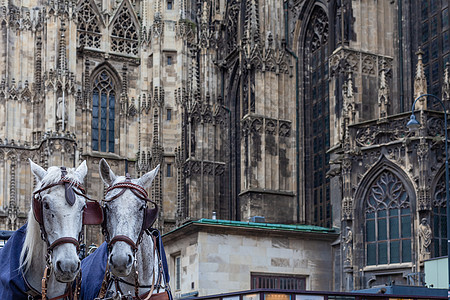 Wien - 四月三日 2021 在大教堂旁的游客乘坐马车图片