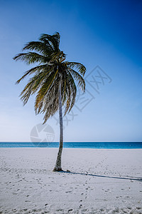 阿鲁巴鹰滩海岸上的棕榈树 自然背景 岛屿 自然景观 海滨图片