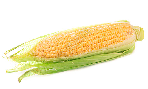 白色背景的绿色叶子的原玉米 玉米芯 生长 耳朵 感恩图片