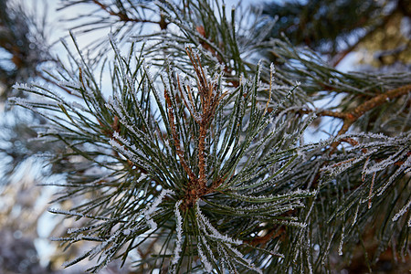 覆盖冰霜的松树分支 雪 植物 针叶树 锥体 森林图片