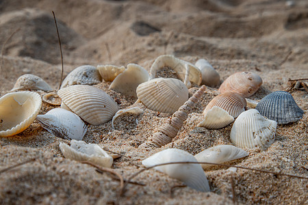 沙滩上沙子中贝壳的特写 异国情调 海滨 太阳 旅游 热带图片