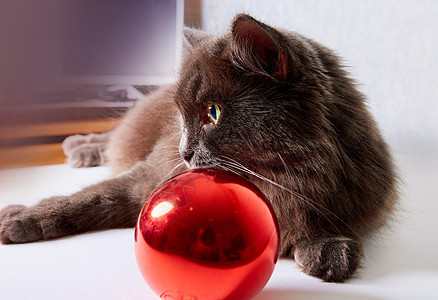 圣诞快乐和新年快乐 可爱的灰猫Nebillung 装饰品 有趣的图片
