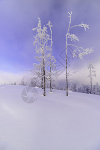 日积雪风景 森林 环境 山 树 仙境 季节 蓝色的图片