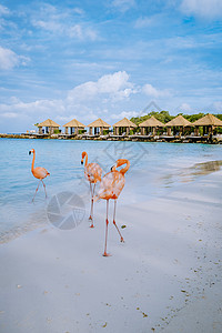 阿鲁巴岛海滩 海滩上有粉红色的火烈鸟 加勒比海阿鲁巴岛海滩上有火烈鸟 热带 自然图片