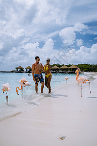 阿鲁巴岛海滩 海滩上有粉红色的火烈鸟 加勒比海阿鲁巴岛海滩上有火烈鸟 环境 羽毛图片