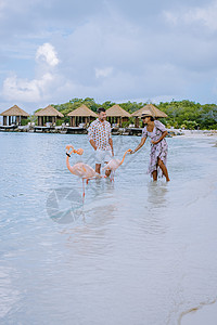 阿鲁巴岛海滩 海滩上有粉红色的火烈鸟 加勒比海阿鲁巴岛海滩上有火烈鸟 天堂 加勒比海滩图片