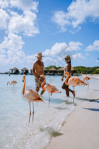 阿鲁巴岛海滩 海滩上有粉红色的火烈鸟 加勒比海阿鲁巴岛海滩上有火烈鸟 水 海洋图片