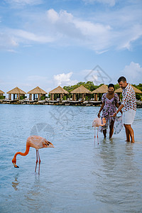 阿鲁巴岛海滩 海滩上有粉红色的火烈鸟 加勒比海阿鲁巴岛海滩上有火烈鸟 蓝色的 夏天图片