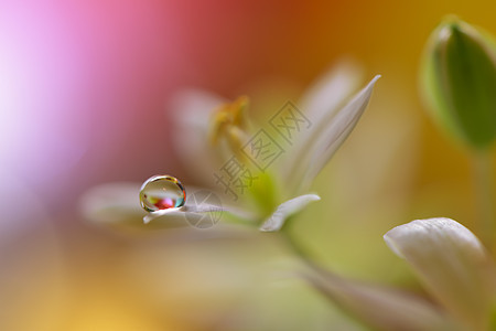 美丽的自然背景 惊人的春天滴 祝贺 花 菜单图片