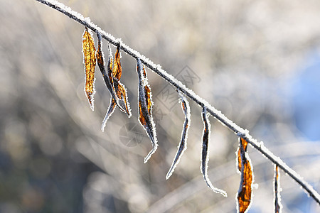 冰霜和树枝上的雪 美丽的冬季季节背景 冷冻的自然照片 枝条图片