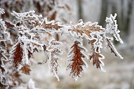 冰霜和树枝上的雪 美丽的冬季季节背景 冷冻的自然照片 冬天 雪松图片