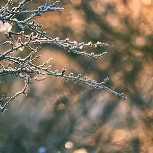 冰霜和树枝上的雪 美丽的冬季季节背景 冷冻的自然照片 蓝色的 二月图片