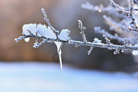 冰霜和树枝上的雪 美丽的冬季季节背景 冷冻的自然照片 天空图片