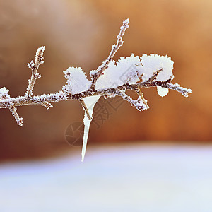 冰霜和树枝上的雪 美丽的冬季季节背景 冷冻的自然照片 场景图片