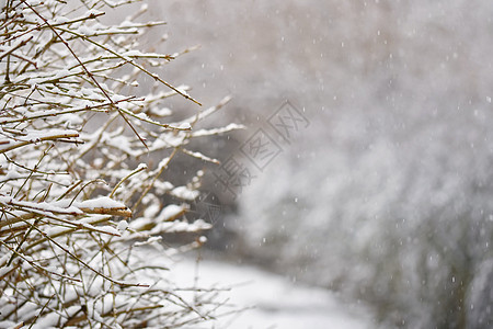 冰霜和树枝上的雪 美丽的冬季季节背景 冷冻的自然照片 蓝色的 植物图片