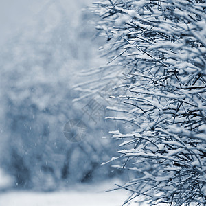 冰霜和树枝上的雪 美丽的冬季季节背景 冷冻的自然照片 寒冷的 蓝色的图片