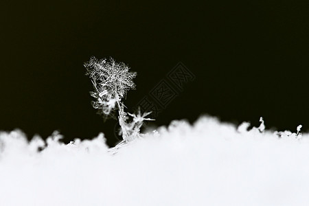 真正的雪花 冬天冻雪的美丽宏观照片 圣诞节 美丽的图片