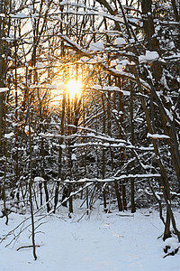 冬天风景下有雪 树枝上有霜 冬季季节性自然背景很美 松树 冷杉图片