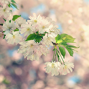 美丽的开花树 阳光明媚的日子里有太阳的自然场景 春天的花朵 在春天的抽象模糊背景 绽放 假期图片