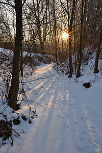 冬天风景 寒冷的树木 大自然和雪 美丽的季节性自然背景 早晨 植物群图片