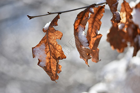 冰霜和树枝上的雪 美丽的冬季季节背景 美丽的自然环境 天空 松树图片