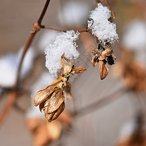 冰霜和树枝上的雪 美丽的冬季季节背景 美丽的自然环境 松树 雾凇图片