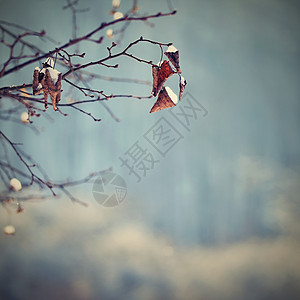 冰霜和树枝上的雪 美丽的冬季季节背景 美丽的自然环境 天空 雪花图片