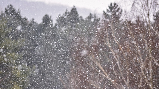 降雪 美丽的冬天背景季节性自然和冬天的天气 雪花飘落的冬季景观 薄片 火花图片