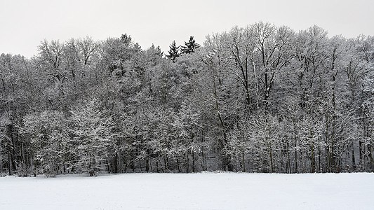 冬天风景 寒冷的树木 大自然和雪 美丽的季节性自然背景 霜 降雪图片