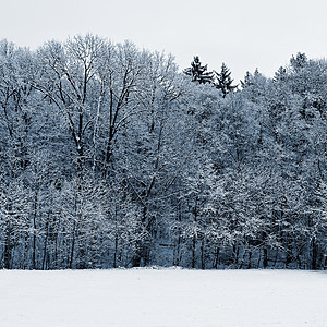 冬天风景 寒冷的树木 大自然和雪 美丽的季节性自然背景 太阳 霜图片