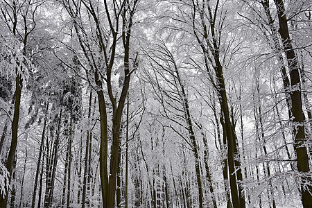 冬季景观-森林里结霜的树木 被雪覆盖的自然 美丽的季节性自然背景 日出 冰冷的图片