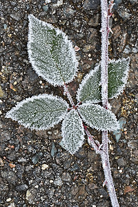 Frost在树枝上 美丽的冬天季节性自然背景 植物 冰图片