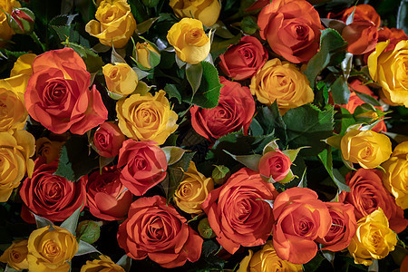 黄花和红玫瑰花团 顶景图片