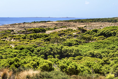 阿利坎特海岸的卡拉巴西海滩 西班牙 植物 地平线 晴天图片