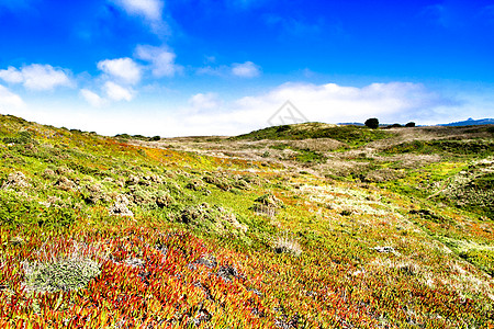 卡波布罗图斯·埃杜利斯草地和绿植被 场地 云图片