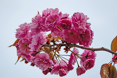 春暖花开的到来 花束 天 花瓣 花园 横幅 装饰风格 开花图片