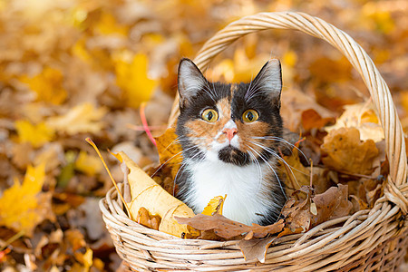 篮子里的猫 坐在篮子里的猫和秋叶 一只年轻的彩色猫 秋假 篮子里的猫 遛宠物 关于猫和秋天的文章 黄色的落叶 印刷品照片图片