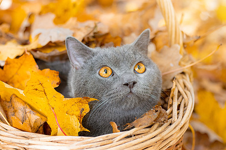 在篮子里的灰猫 坐在篮子里的猫和秋叶 年轻的猫 秋季假期 遛宠物 关于猫和秋天的文章 黄色的落叶 印刷品照片图片