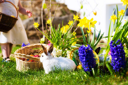 复活节兔子在草地上 带篮子和鸡蛋 传统 水仙花图片
