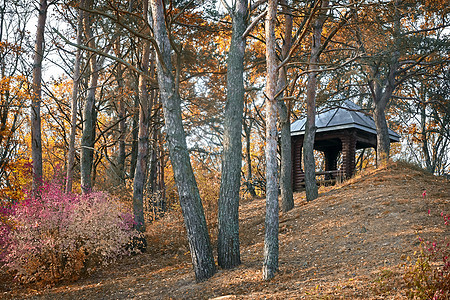 公园的秋天风景与夜总会 草 树 土壤 树叶 蓝色的图片