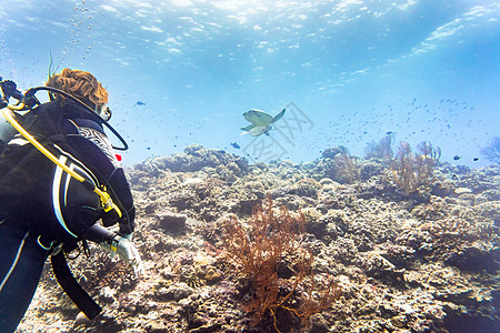在珊瑚礁潜水和观赏绿海龟的旅游者 水肺潜水 鱼高清图片