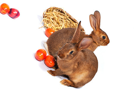 复活节 - 复活节兔子与复活节彩蛋 红色的 假期图片