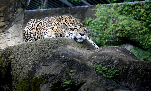 Salvador 城市动物动物 自然 动物学家 热带图片