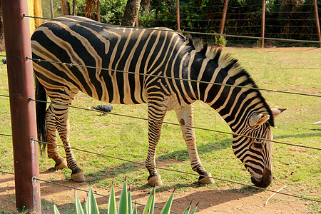 动物园中的斑马 美丽的 国家的 哺乳动物 肯尼亚 热带 旅游图片