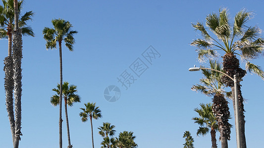 美国加利福尼亚州洛杉矶的棕榈树 太平洋上圣塔莫尼卡和威尼斯海滩的夏季美学 湛蓝的天空和标志性的棕榈树 好莱坞比佛利山庄的氛围 洛图片