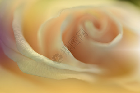 大片玫瑰浪漫情人节高清图片