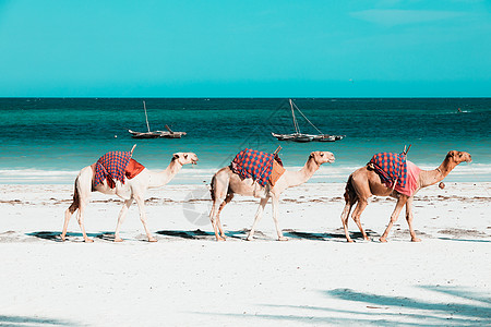 在非洲肯尼亚加卢海滩的迪亚尼海滩上图片